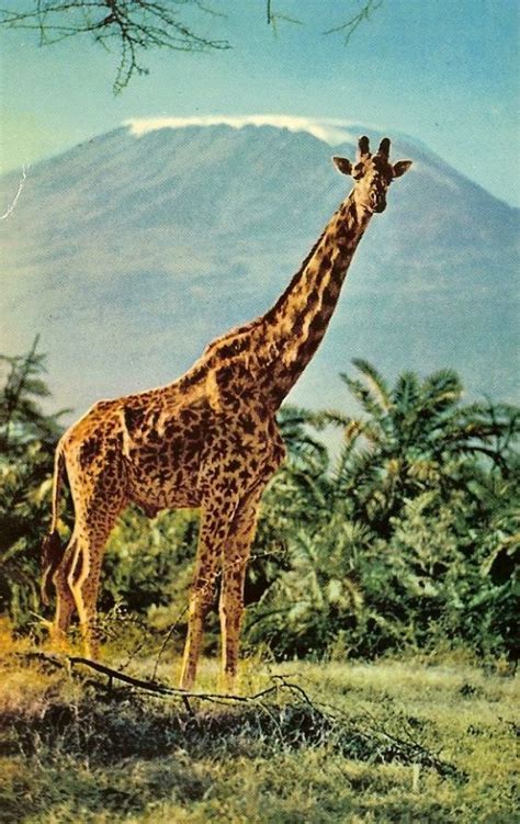 East Africa Wildlife Giraffe By Mt Kilimanjaro Giraffe