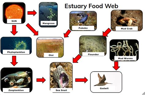 Tiava L Estuary Food Web