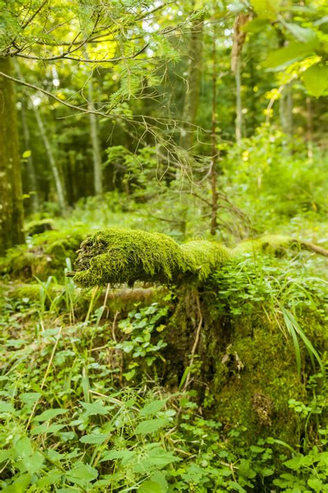 Fallen Tree Covered With Moss Stock Image Image Of Fall Calm 29656059