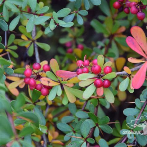 Berberis Wilsoniae Szkółka Bąblin