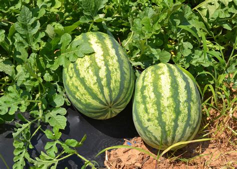 What Are Eastern And Western Cantaloupe Mississippi State University
