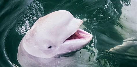 Beluga Whale Characteristics Diet Facts And More Fact Sheet
