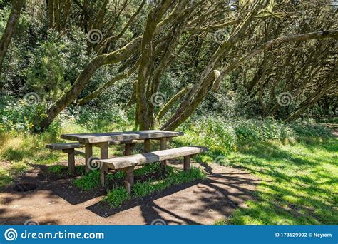 Benches And Big Wooden Table For Feast Surrounded By Young Green Grass