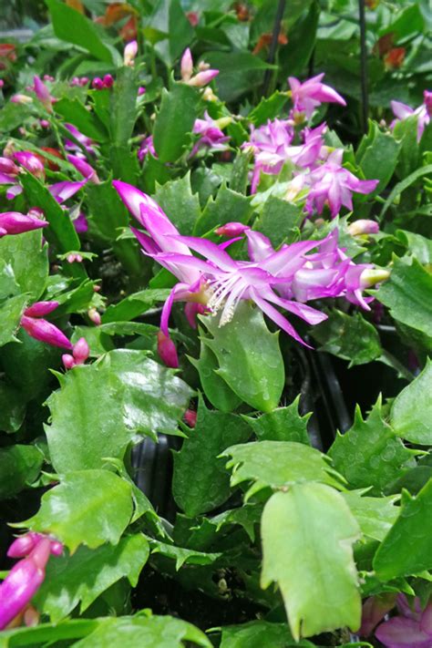 But in the years to come, you are bound to have your hands. Holiday Cactus - Master Gardener Program