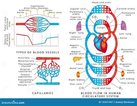 Circulación Sanguínea Humana Ilustración Del Vector Ilustración De