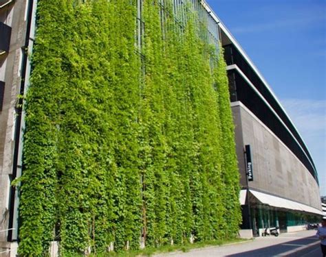 Impressive Climber And Creeper Wall Plants Ideas 65 Green Facade