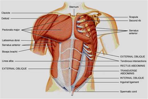 Anatomy of upper torso muscles. Blog #2: The Upper Body﻿ - Sports medicineandfirst aid