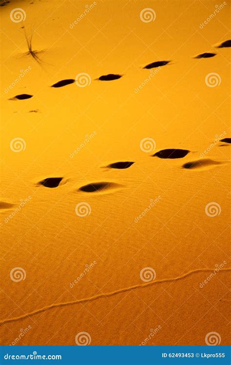 Red Footstep Brown Sand Dune In The Sahara Stock Image Image Of