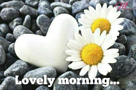 Pin By Mamta Yadav On Good Morning Daisy Love Daisy Flower Daisy