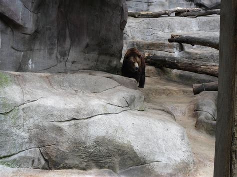 Grizzly Bear Exhibit Zoochat