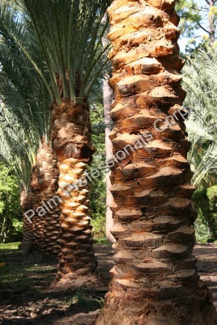 Buying Medjool Date Palms For Homes In America Houston Texas