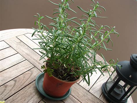 Growing Rosemary Discover How To Grow Rosemary