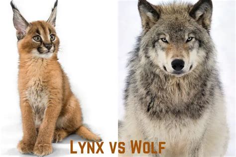 Lynx Vs Wolf Who Would Win In A Fight Animal Giant