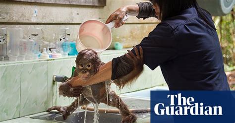Orangutan Orphans In Borneo In Pictures Environment The Guardian