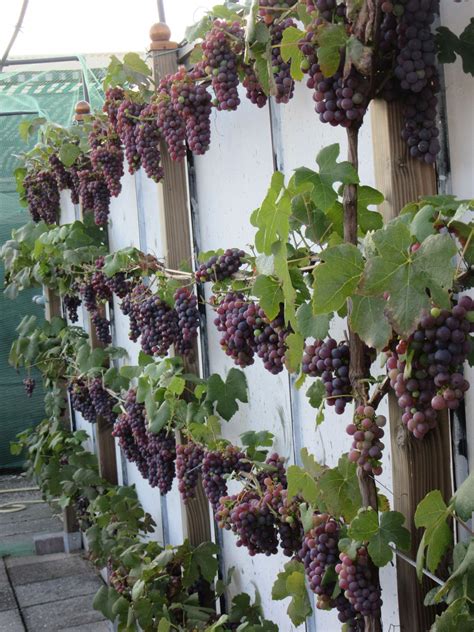 How To Grow Grape Vines In Pots