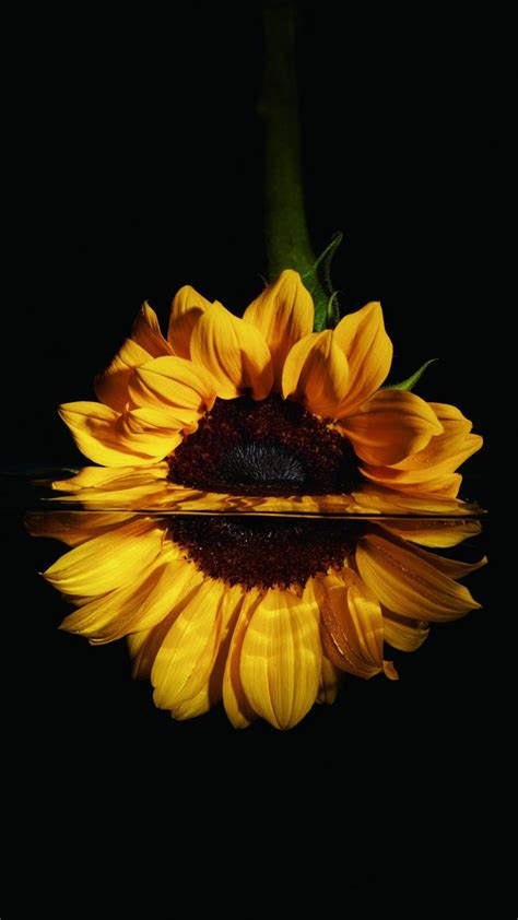 Pin By Rosa Mendoza On Wallpapers Sunflower Iphone Wallpaper