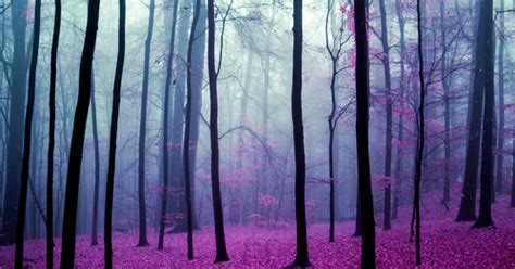 A Lot Like Purple The Dark Forest One Should Be Aware Of Or The Only
