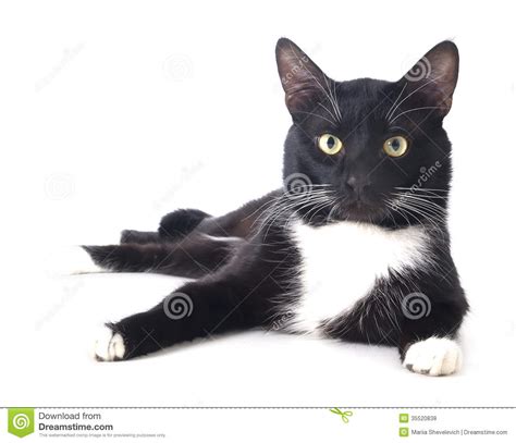 Black Cat In The Hat Royalty Free Stock Photos Image