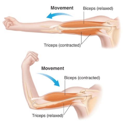 Carpi is modern latin meaning 'wrist'. Name Muscles In Arm / Arm Definition Bones Muscles Facts ...