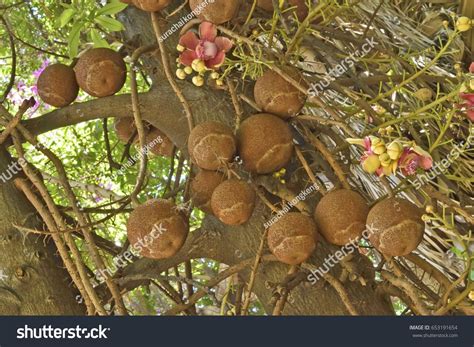 Cannonball Tree Couroupita Guianensis Sal India Stock Photo 653191654