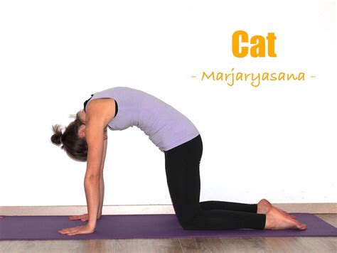 How To Do Cat Cow Pose Yoga Poses Step By Step Explained