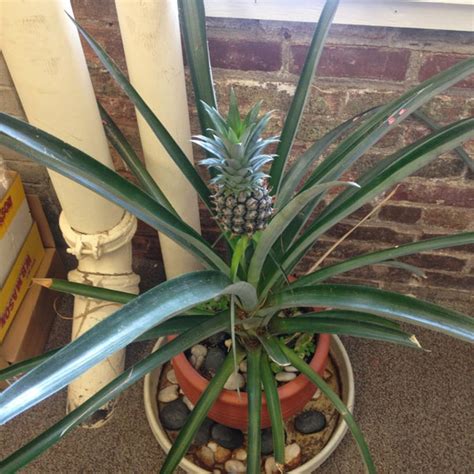 How To Grow A Pineapple From A Pineapple Storey Publishing