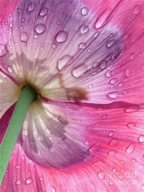 Raindrops On Pink Poppy Photograph By Kim Tran Fine Art America