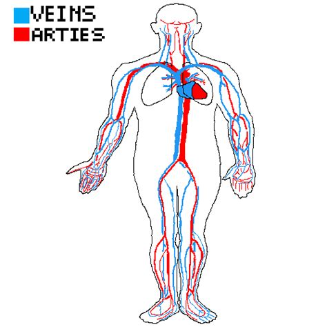 The circulatory system in humans can, therefore, be divided into two loops that center around the heart. Pixilart - The respiratory and circulatory system working ...