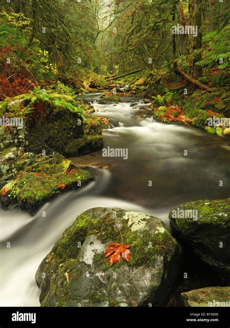 A Stream Flows Through The Rainforest At Goldstream Provincial Park