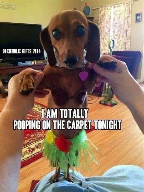 Dachshund Funny Dachshund Quotes Dachshund Love Dapple Dachshund