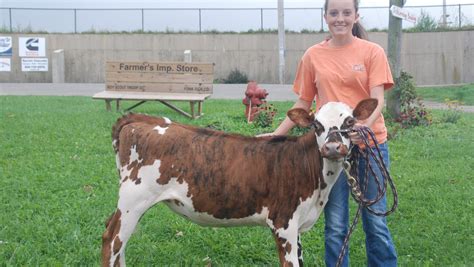 Normande cattle shine at national show