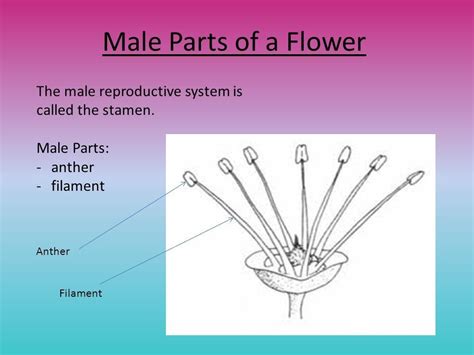 Parts Of Flower Male And Female Reproductive System All Categories Male And Female Gametes