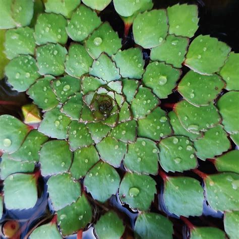 Ludwigia Sedoides Water Mosaic 10 Plants Santhi Online Plants