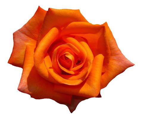 Orange Rose Flower Top View Png Image Purepng Free Transparent Cc0