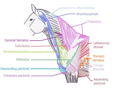 Anatomy Of The Horse The Shoulder Animal Osteo Louise Mauferon Vernet