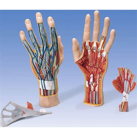 3b Scientific M18 Internal Hand Structure Model 3 Part