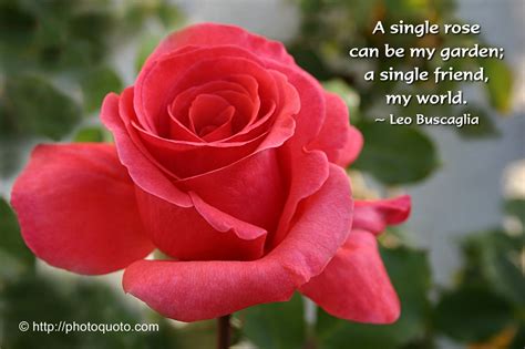 Https://tommynaija.com/quote/a Single Rose Quote