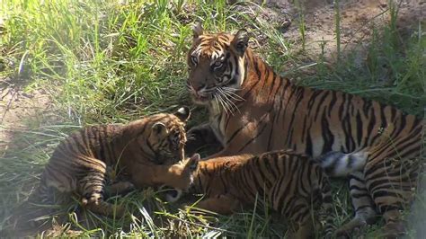 Tiger Cubs Debut At The Safari Park Youtube