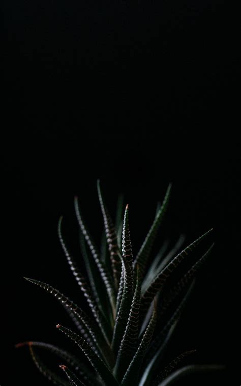Download Wallpaper 800x1280 Haworthia Succulent Plant Leaves Dark