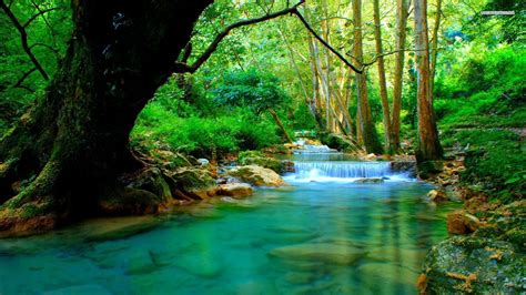 Download Forest River Wallpaper Top Background By Rachelr8