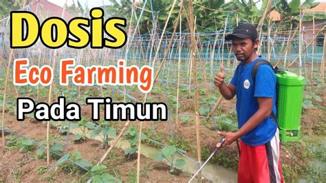 Dosis Penyemprotan Eco Farming Pada Tanaman Timun YouTube