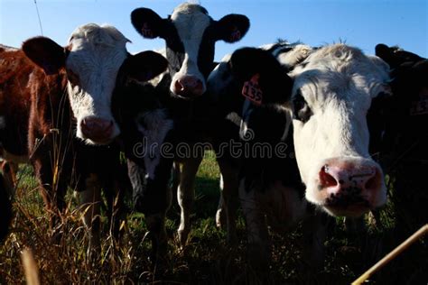 Cows Coming Home Stock Image Image Of Field Cows Home 159400579