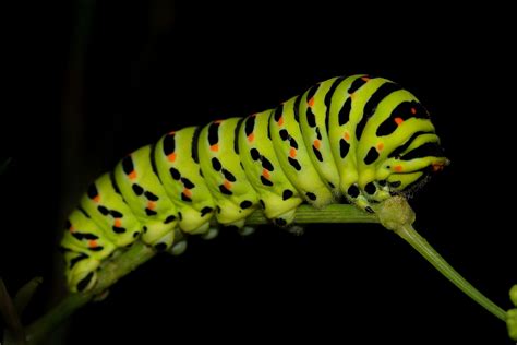 Free Picture Caterpillar Insect Butterfly Larva Invertebrate Worm