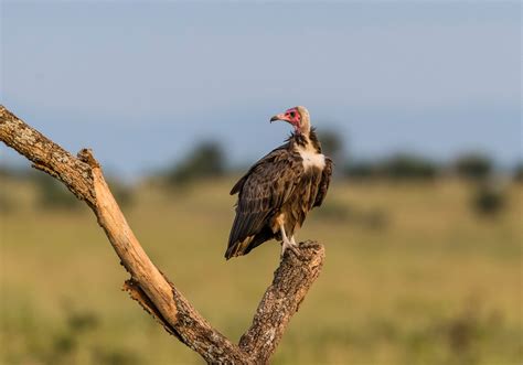 Poisoning Suspected In Recent Hooded Vulture Deaths The Scientist