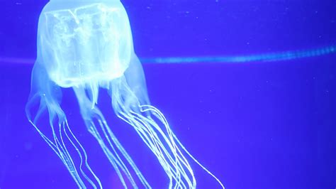 The Most Dangerous Jellyfish On The Planet