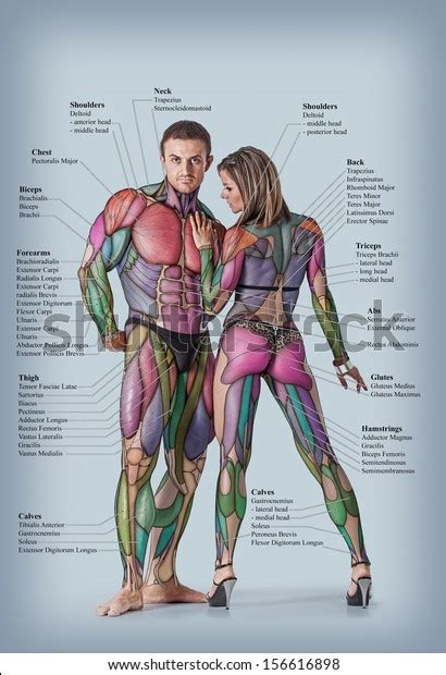「anatomy Male Female Muscular System Anterior」の写真素材（今すぐ編集） 156616898