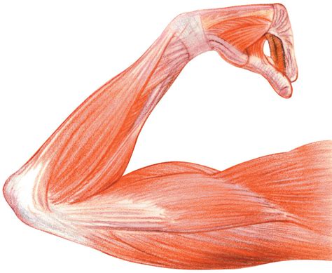 Longissimus muscle 3d medical vector illustration on white. arm muscles anatomical - /medical/anatomy/muscle/arm ...