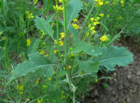 Brassica Nigrablack Mustardbrassicaceae