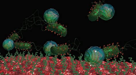 Bacteria Driven Drug Delivery Carriers A Paradigm Shift Advanced