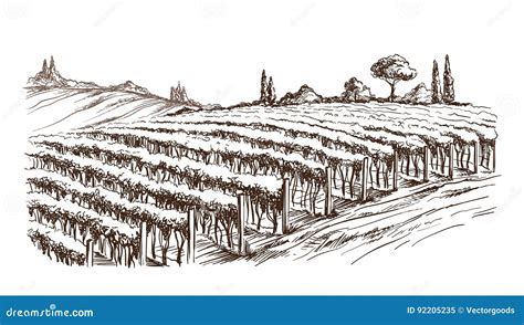 Rows Of Vineyard Grape Plants Stock Vector Illustration Of France